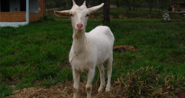 Write an Essay, Win a Goat Farm
